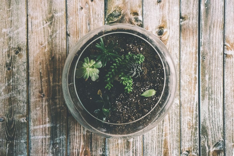 Garden Terrarium